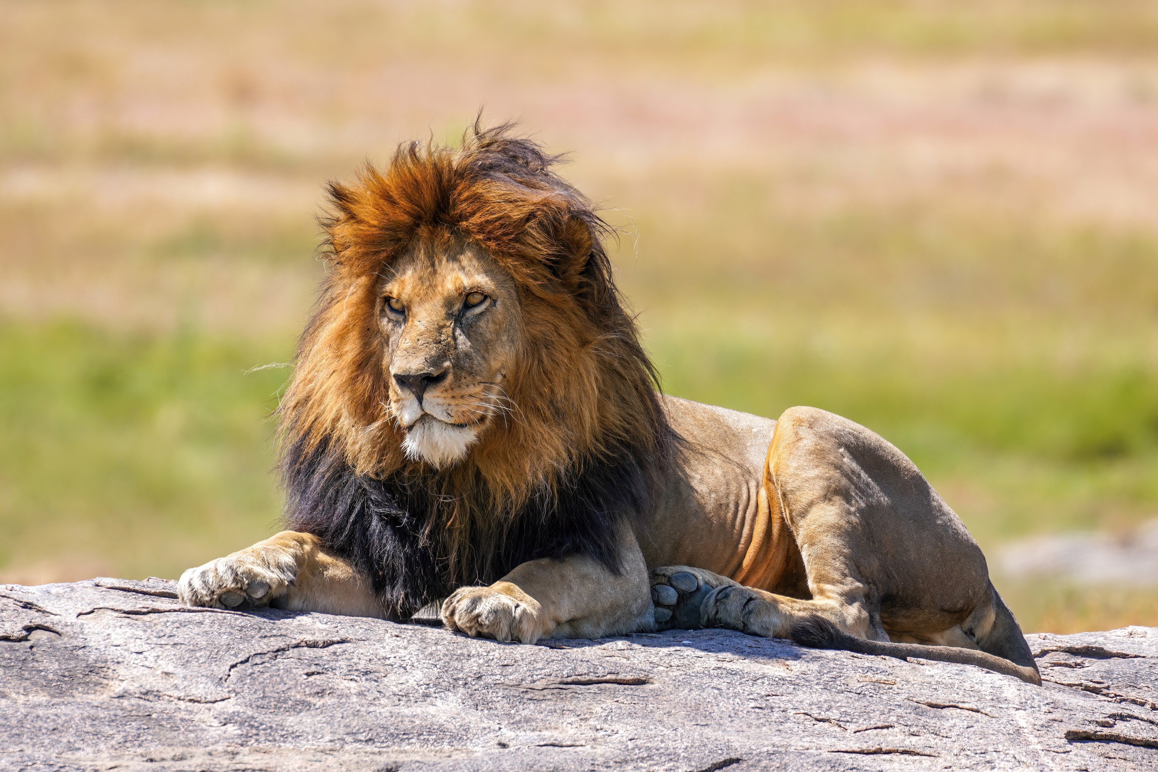 The Lion King